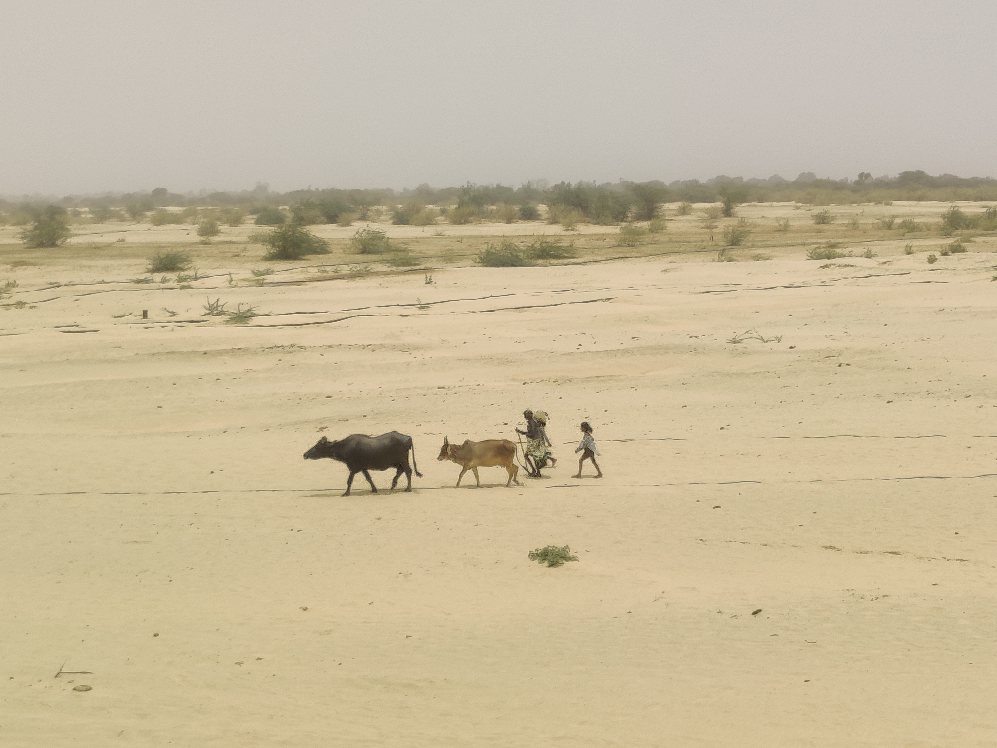 A photo of three people walking through a sandy dry landscape with two buffalo. There are some green shrubs in the background, set against a hazy grey sky.